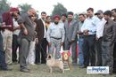 Kanpur Dog Show | 1st bis,ex-22,lineup,pug,sw-7,