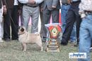 Kanpur Dog Show | 1st bis,ex-22,lineup,pug,sw-7,