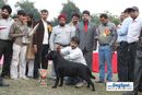 Kanpur Dog Show | ex-115,lab,lineup,rbi,sw-7,