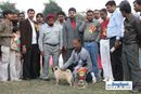 Kanpur Dog Show | best puppy,ex-12,lineup,pug,sw-7,