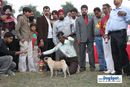 Kanpur Dog Show | ex-33,lineup,pug,reserve puppy,sw-7,