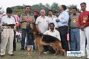 Kanpur Dog Show | 6th bis,ex-243,gsd,lineup,sw-7,