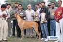 Kanpur Dog Show | 3rd bis,ex-188,greatdane,lineup,sw-7,