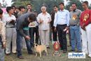 Kanpur Dog Show | 2nd bis,ex-9,lineup,pug,sw-7,