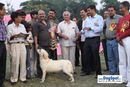 Kanpur Dog Show | 1st bis,ex-107,lab,lineup,sw-7,