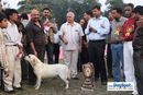 Kanpur Dog Show | 1st bis,ex-107,lab,lineup,sw-7,