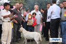 Kanpur Dog Show | bi,ex-107,lab,lineup,sw-7,