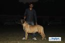 Kanpur Dog Show | sw-7,mastiff
