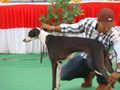 Kolhapur Dog Show 2012 | kolhapur dog show 2012