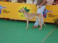 Kolhapur Dog Show 2012 | kolhapur dog show 2012