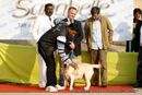 Labrador Retriever Specialty Dog Show New Delhi | labrador retriever,