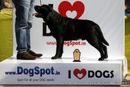 Labrador Retriever Specialty Dog Show New Delhi | labrador retriever,