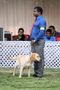Labrador Specialty Show Jabalpur -2014 | ex-70,labrador retriver,sw-127,