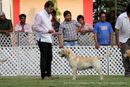 Labrador Specialty Show Jabalpur -2014 | ex-76,labrador retriver,sw-127,