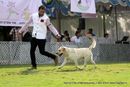 Labrador Specialty Show Jabalpur -2014 | ex-77,labrador retriver,sw-127,