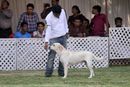 Labrador Specialty Show Jabalpur -2014 | ex-71,labrador retriver,sw-127,