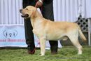 Labrador Specialty Show Jabalpur -2014 | ex-72,labrador retriver,sw-127,
