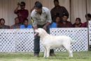 Labrador Specialty Show Jabalpur -2014 | ex-73,labrador retriver,sw-127,