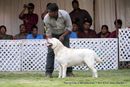 Labrador Specialty Show Jabalpur -2014 | ex-73,labrador retriver,sw-127,