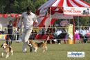 Lucknow Dog Show 2010 | sw-8, beagle,ex-70,