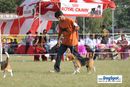 Lucknow Dog Show 2010 | sw-8, beagle,