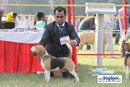 Lucknow Dog Show 2010 | sw-8, beagle,ex-68,