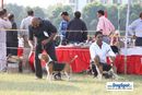 Lucknow Dog Show 2010 | sw-8, beagle,ex-63,