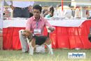 Lucknow Dog Show 2010 | sw-8, beagle,ex-60,