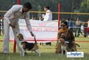Lucknow Dog Show 2010 | sw-8, beagle,ex-70,