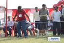 Lucknow Dog Show 2010 | sw-8, beagle,ex-65,