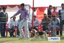 Lucknow Dog Show 2010 | sw-8, beagle,ex-67,