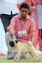 Lucknow Dog Show 2011 | ex-18,pug,sw-43,