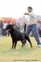 Lucknow Dog Show 2011 | ex-237,rottweiler,sw-43,