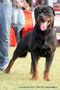 Lucknow Dog Show 2011 | ex-237,rottweiler,sw-43,