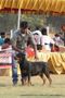 Lucknow Dog Show 2011 | ex-232,rottweiler,sw-43,