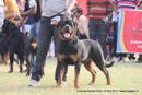 Lucknow Dog Show 2011 | ex-228,rottweiler,sw-43,