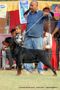 Lucknow Dog Show 2011 | ex-227,rottweiler,sw-43,