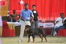 Lucknow Dog Show 2011 | ex-220,rottweiler,sw-43,