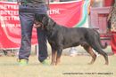 Lucknow Dog Show 2011 | ex-219,rottweiler,sw-43,