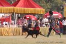 Lucknow Dog Show 2011 | ex-219,rottweiler,sw-43,