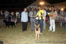 Lucknow Dog Show 2012 | line up,sw-71,ex-219