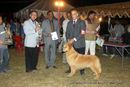 Lucknow Dog Show 2012 | line up,sw-71,ex-65