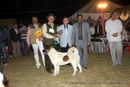 Lucknow Dog Show 2012 | line up,sw-71,ex-119