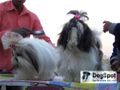 Ludhiana Dog Show 2008 | shihtzu,