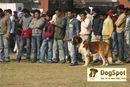 Ludhiana Dog Show 2008 | stbernard,