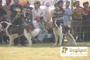 Ludhiana Dog Show 2008 | stbernard,