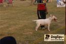 Ludhiana Dog Show 2008 | bullterrier,