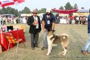 Ludhiana Dog Show 2012 | akita,judges,sw-66,