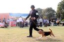Ludhiana Dog Show 2012 | beagle,ex-105,sw-66,