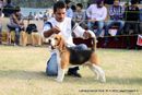 Ludhiana Dog Show 2012 | beagle,ex-102,sw-66,
